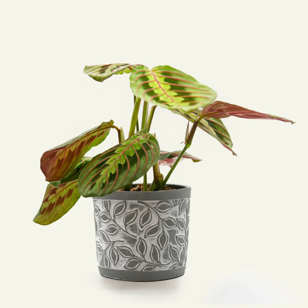 maranta leuconeura 1