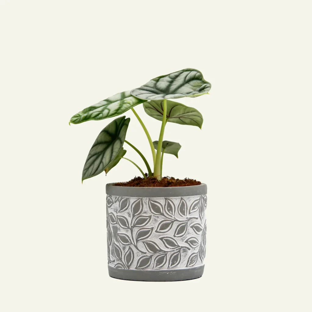 alocasia silver dragon 1