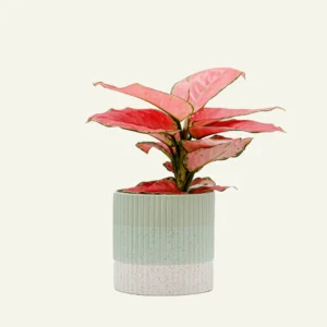aglaonema pink