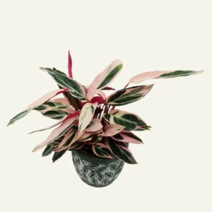 calathea triostar 5