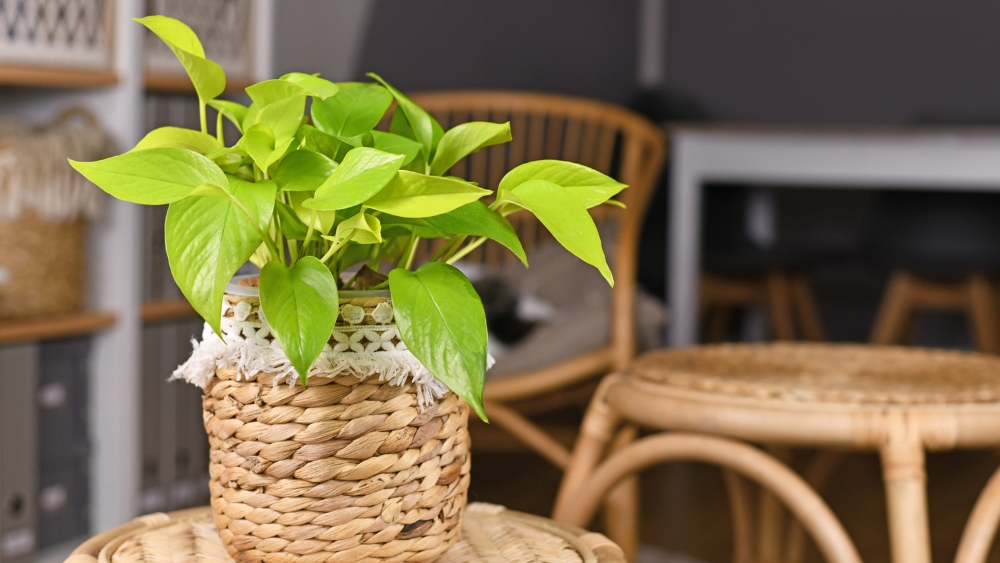 cuanto dura epipremnum golden pothos neon