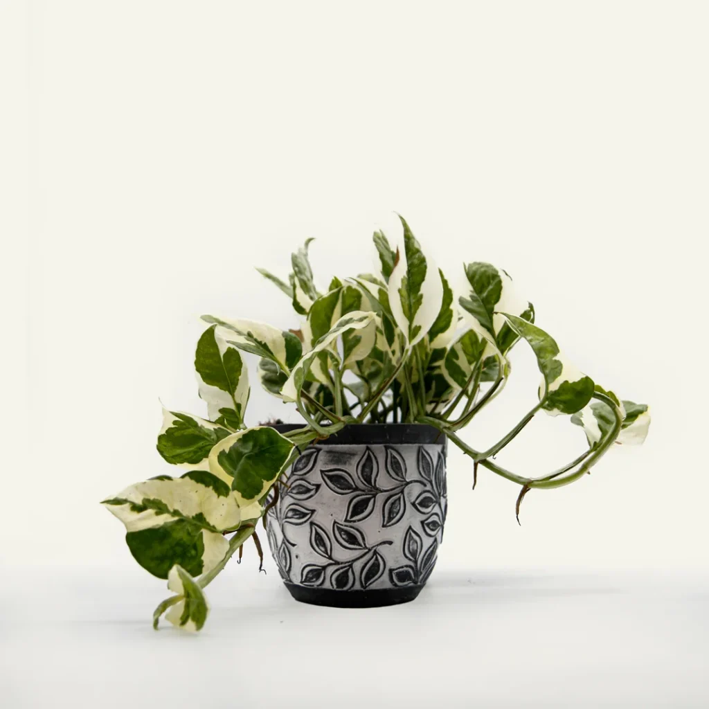 epipremnum aureum njoy pothos n'joy 1