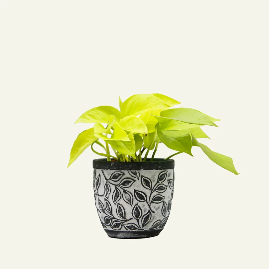epipremnum golden pothos neon 1