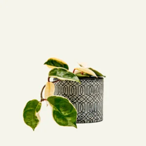 hoya carnosa albomarginata 1