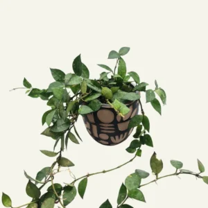 Hoya Eskimo Verde