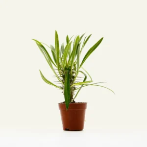 pachypodium lamerei 2