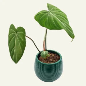 philodendron gloriosum 5