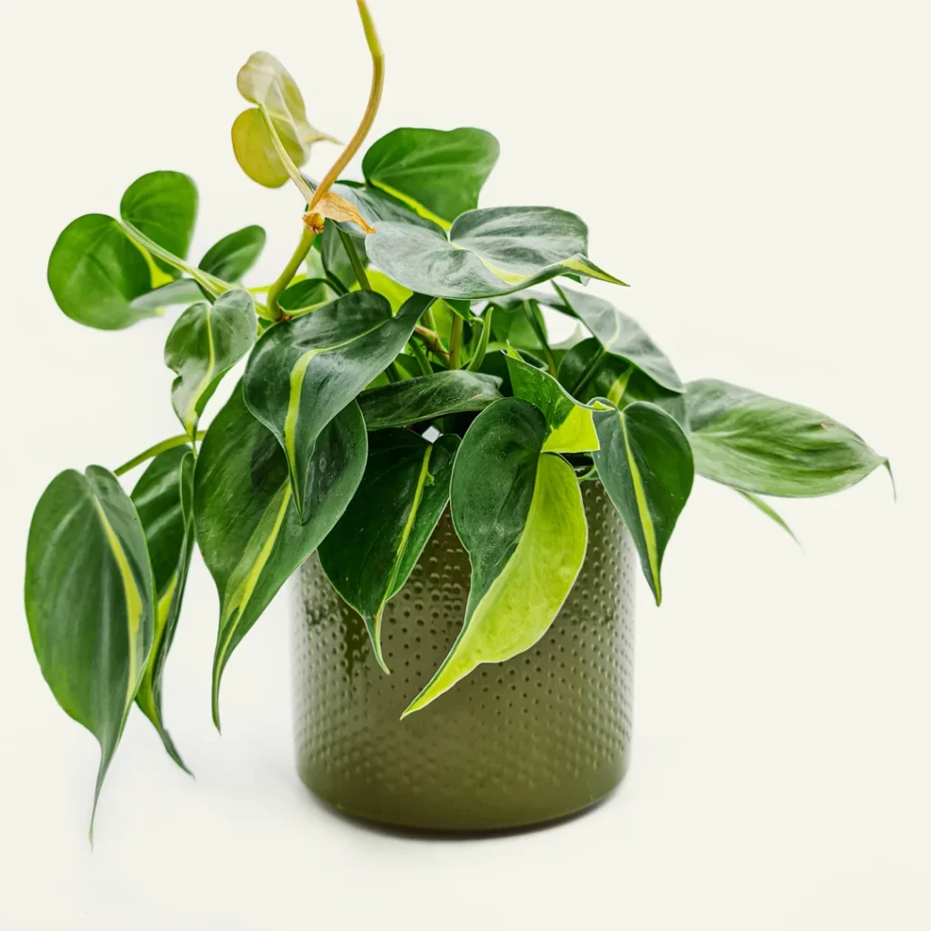 maceta diseño verde 1