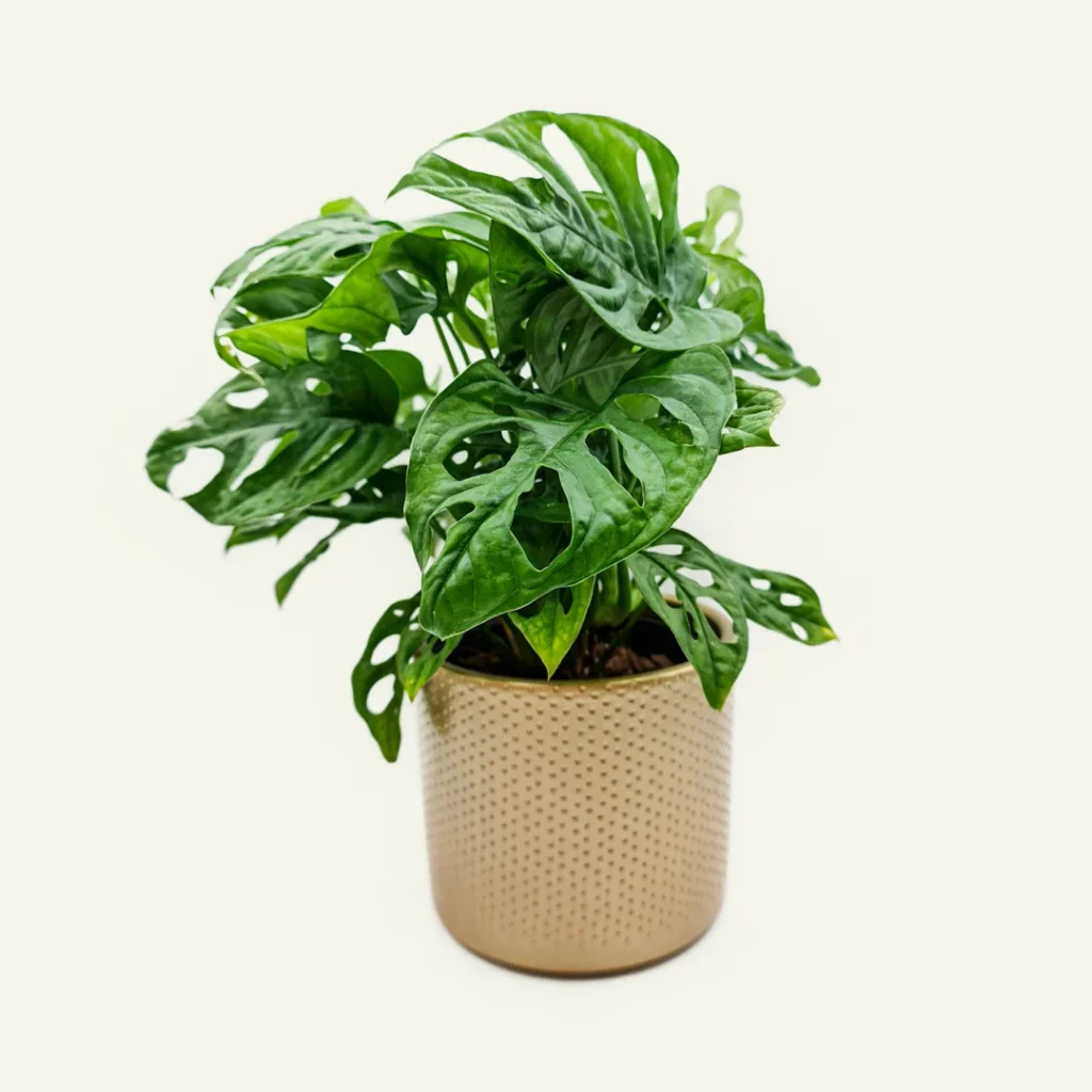monstera obliqua monkey leaf 1
