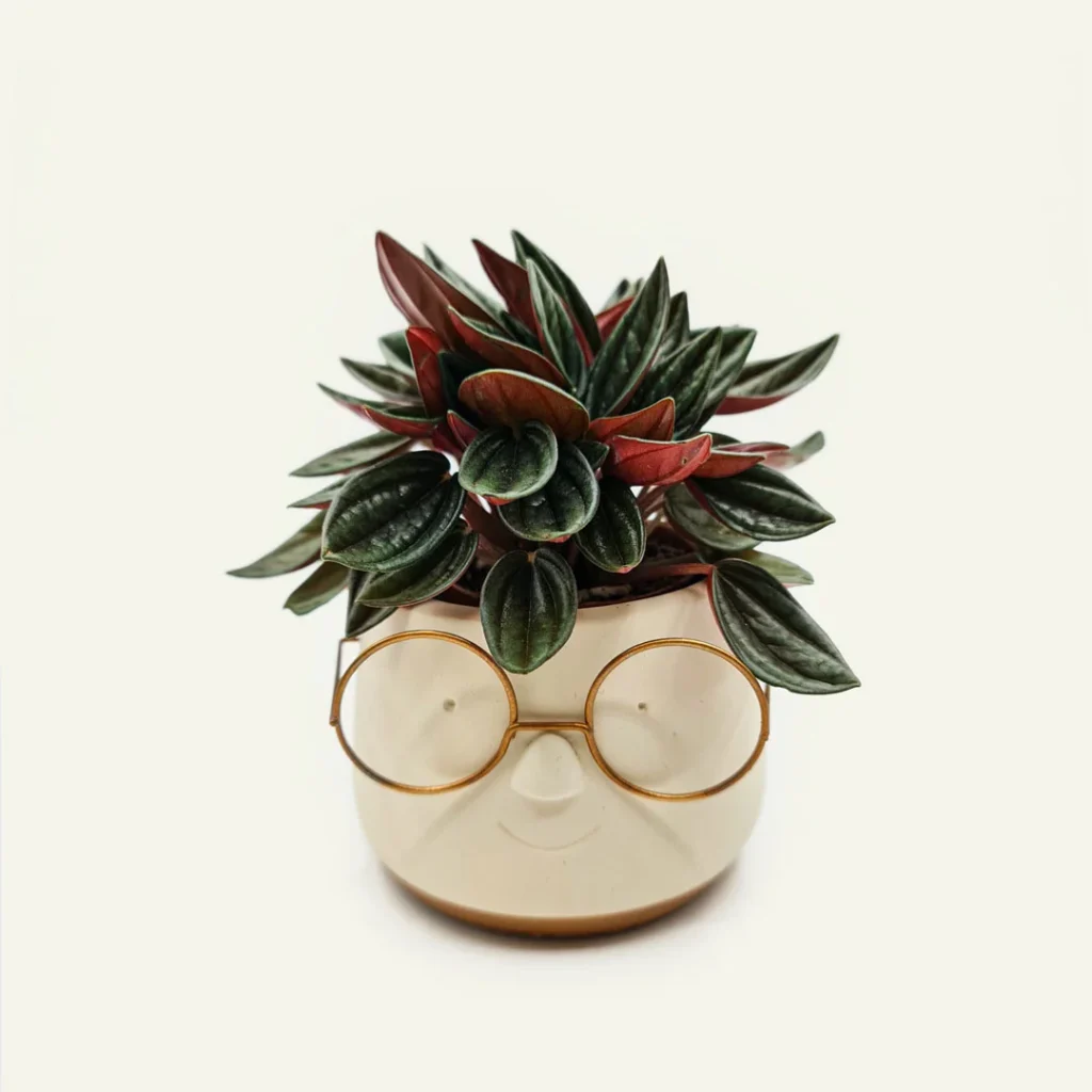 Peperomia Caperata Rosso