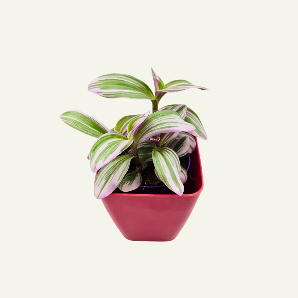 Tradescantia Nanouk 5