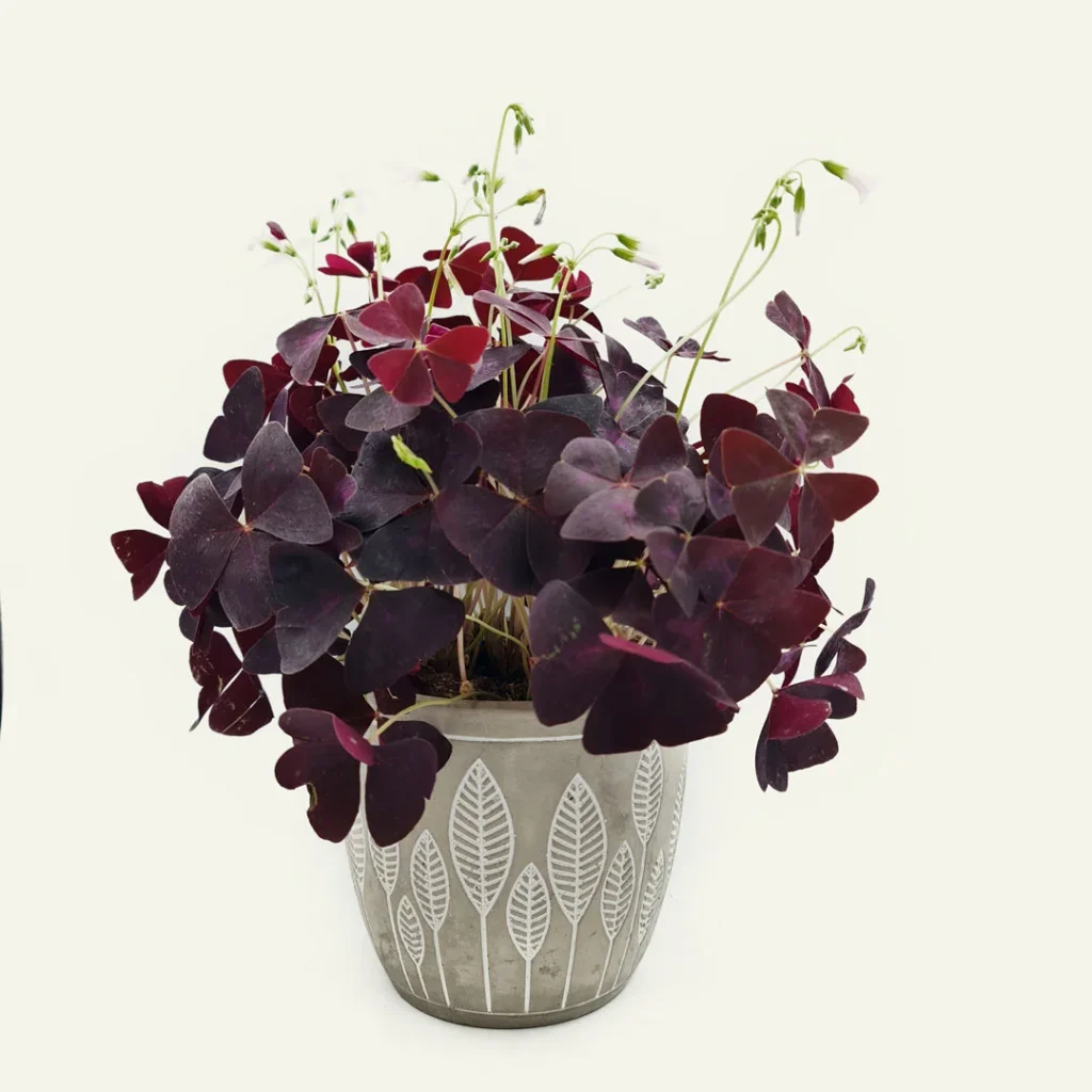 oxalis triangularis 1