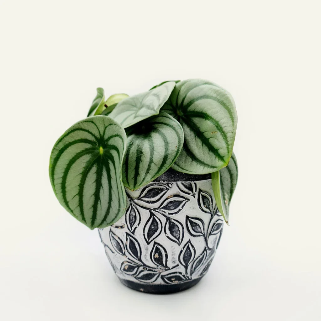 peperomia watermelon argyreia 1