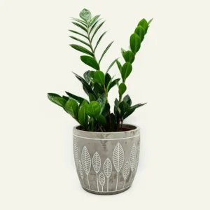 zamioculca zamiifolia 1