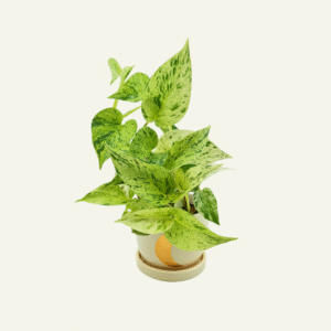 pothos marble queen 5