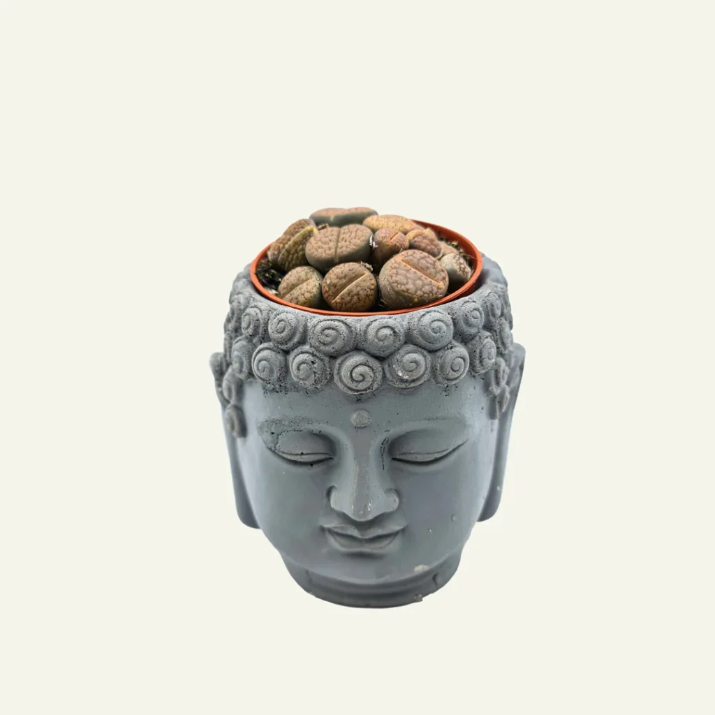 lithops 1