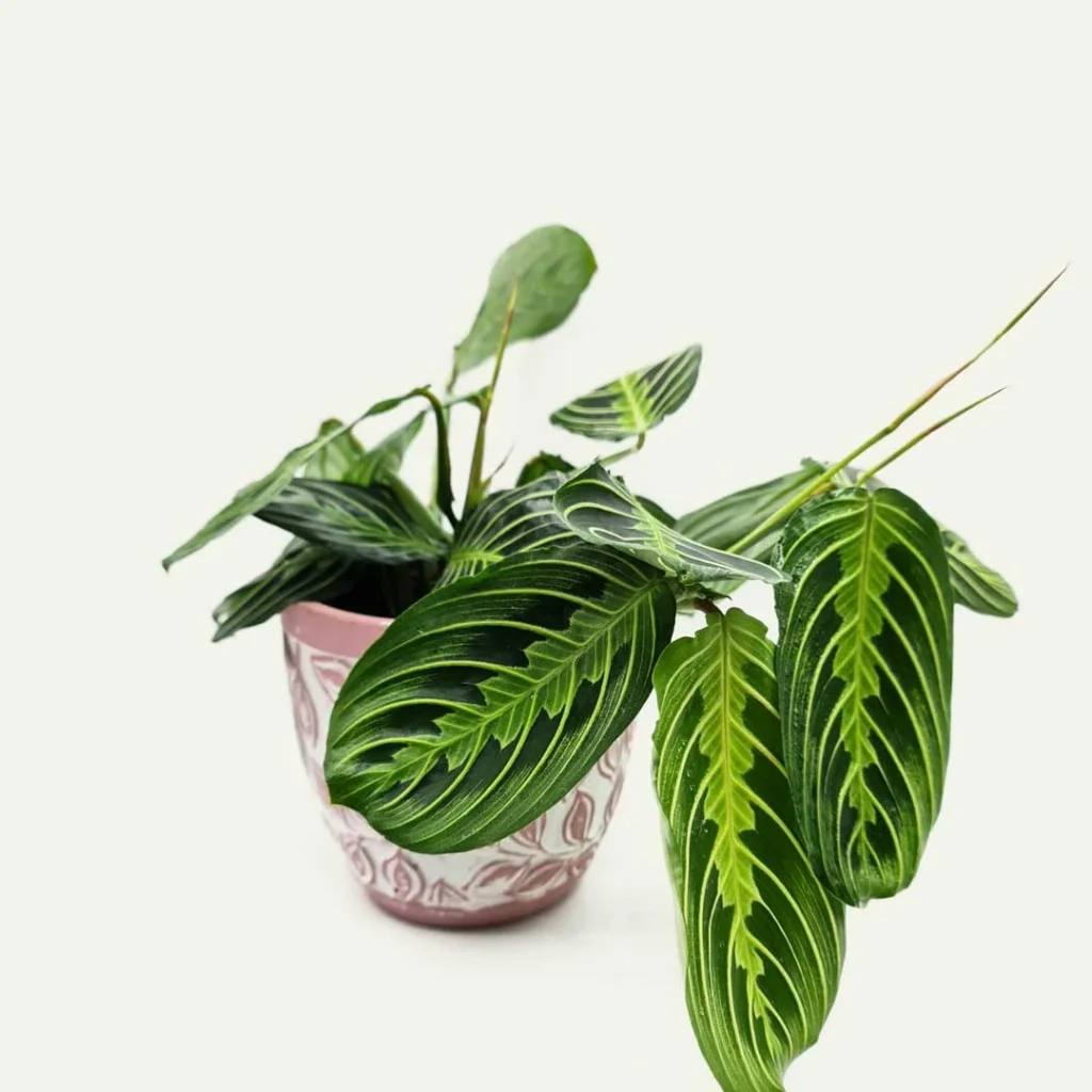maranta lemon lime 1