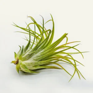 tillandsia 3