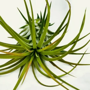 tillandsia 4