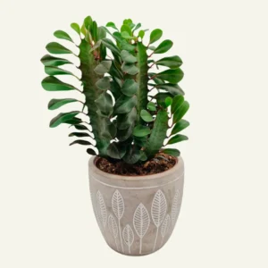 euphorbia trigona rubra