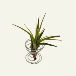 soporte tillandsia 2