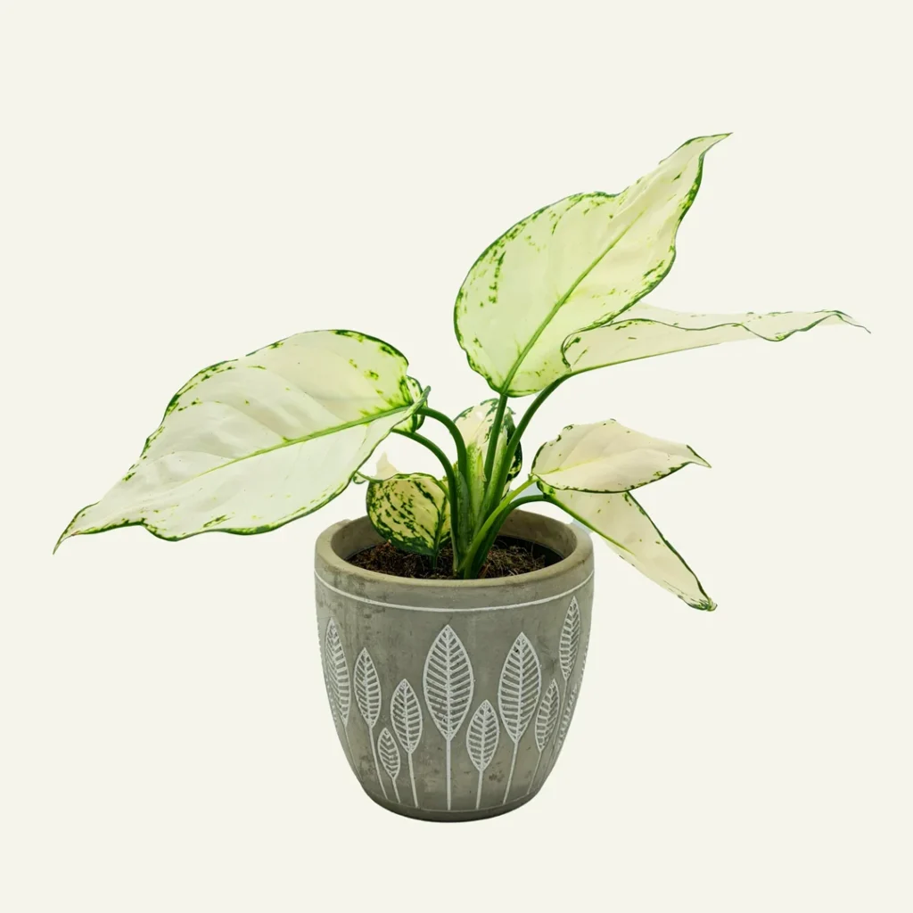 aglaonema white joy 1
