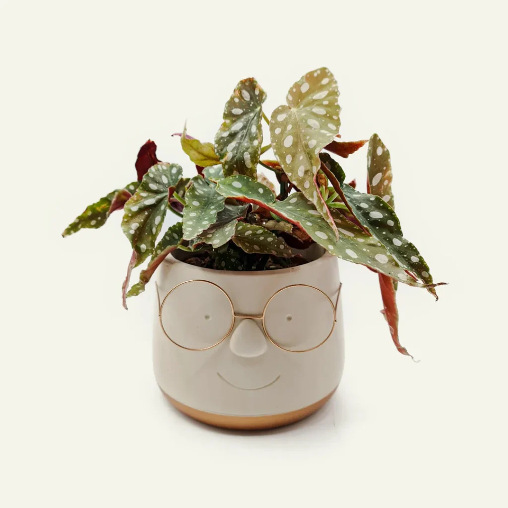 begonia maculata wightii 1