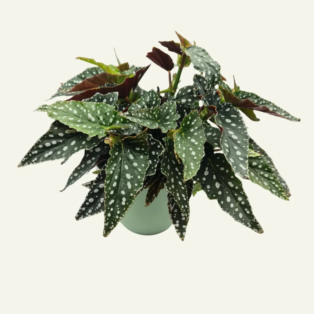 begonia maculata wightii 5