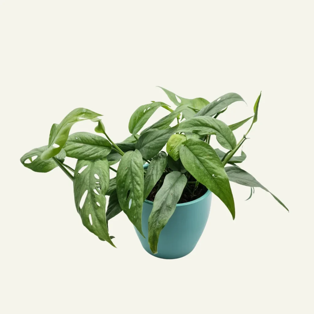 epipremnum pinnatum cebu blue 5