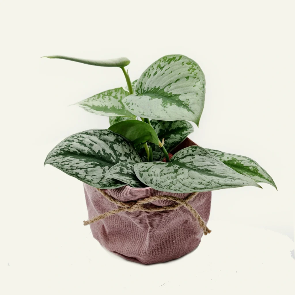 scindapsus pictus 1