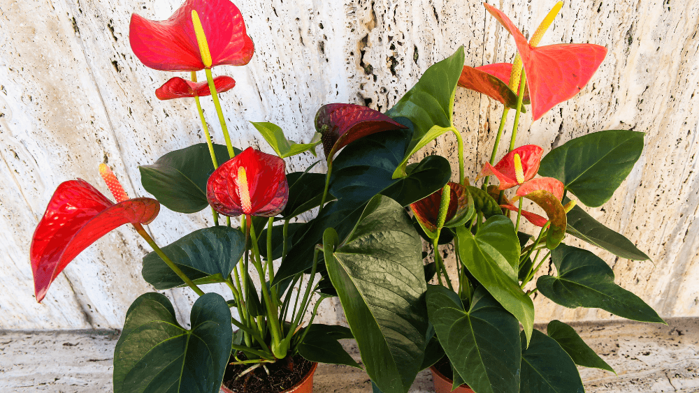 anthurium san valentin