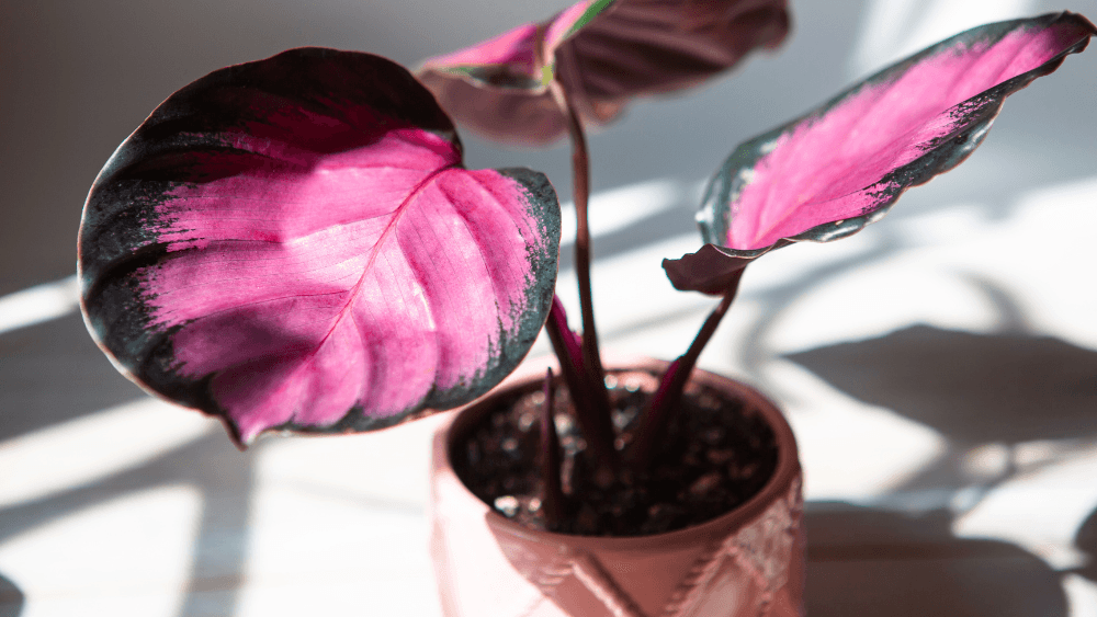 calathea roseopicta san valentin
