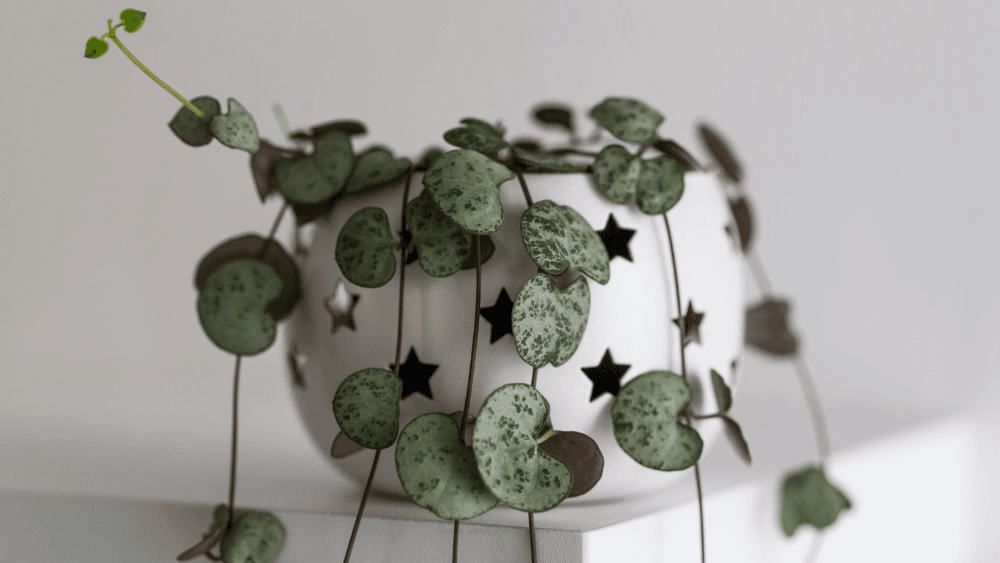 ceropegia woodii san valentin