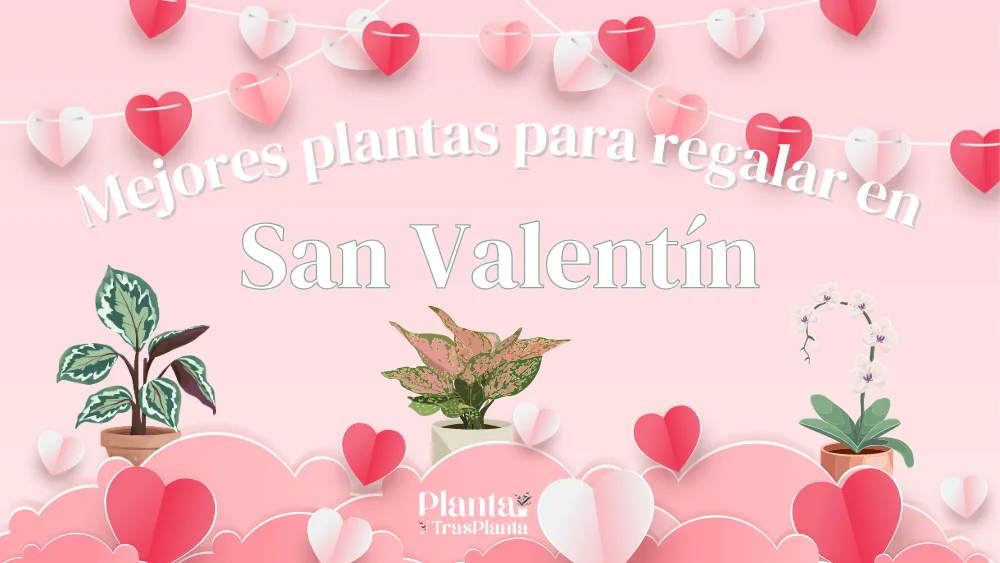 mejores plantas para regalar en san valentin