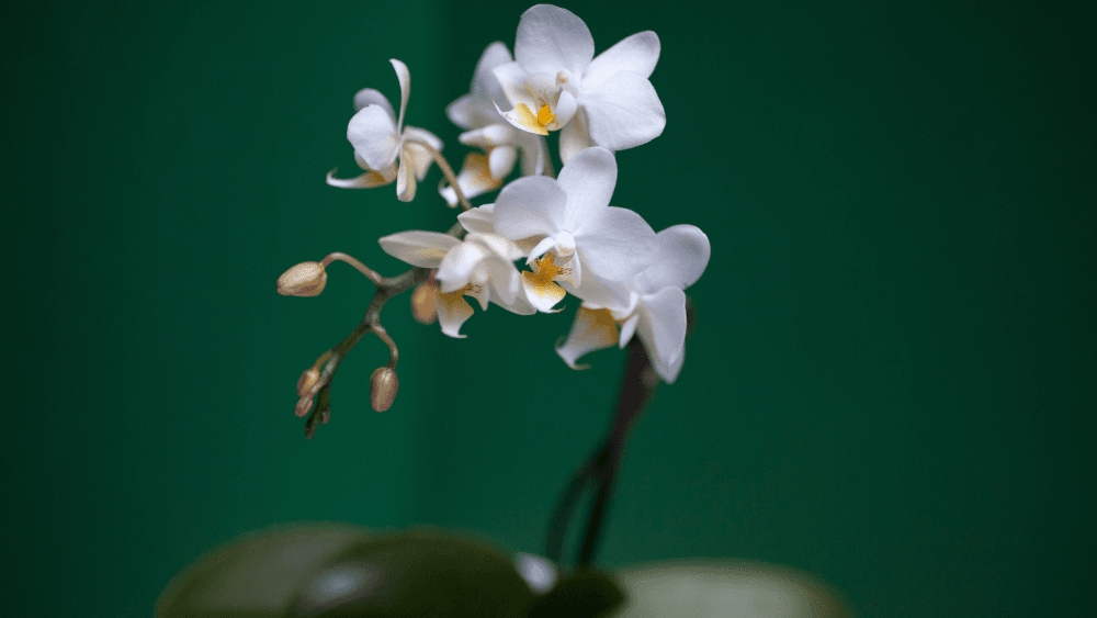 orquidea san valentin