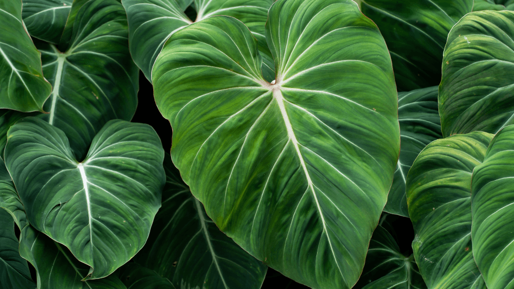 philodendron gloriosum san valetin
