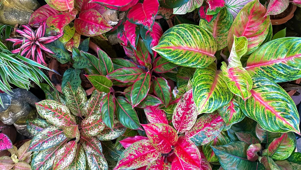 plantas exoticas 1