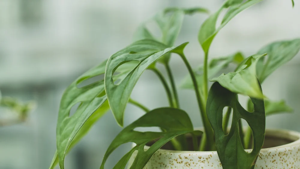 plantas exoticas 2
