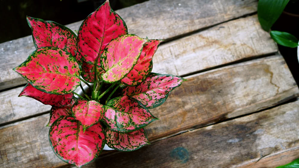 plantas exoticas 3