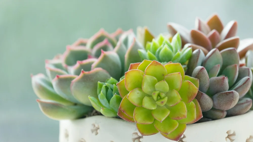 plantas facil cuidado 1