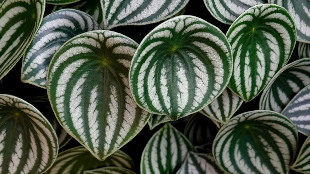 plantas facil cuidado 3