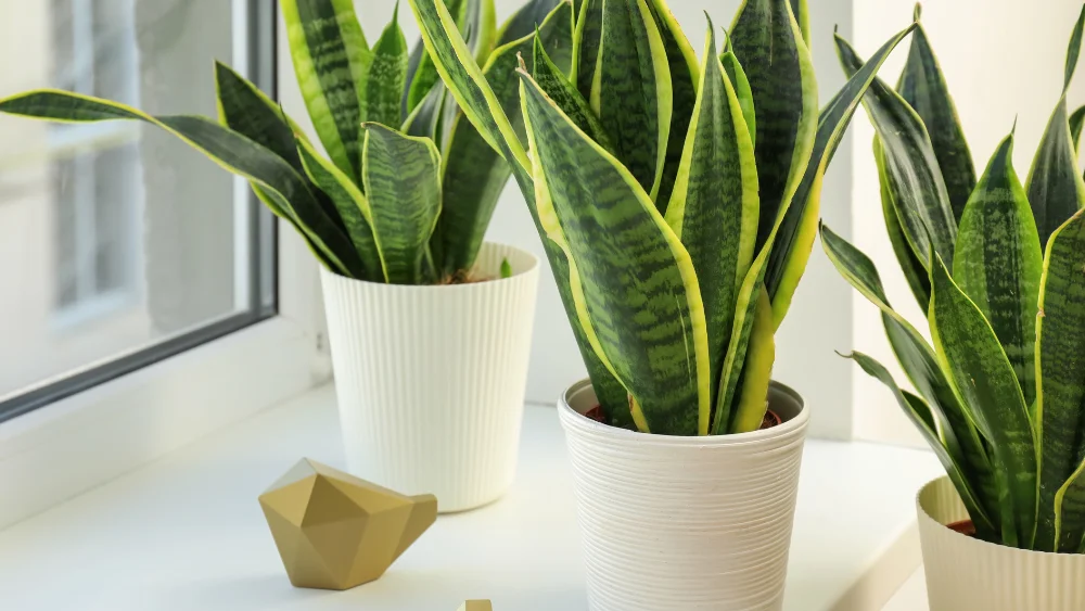 plantas poca luz 1