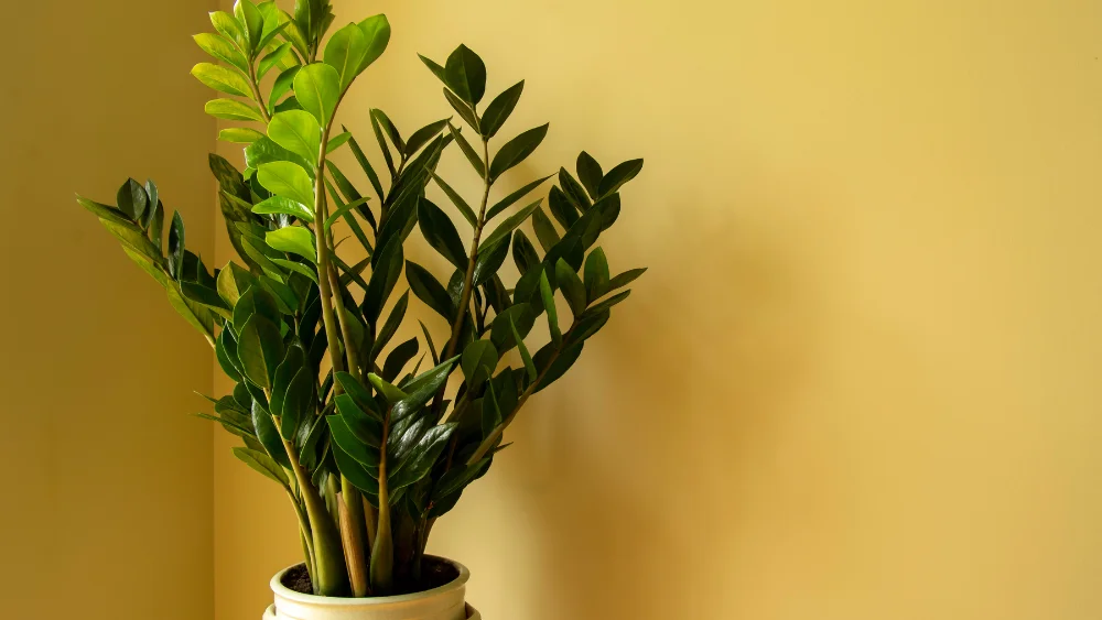 plantas poca luz 2