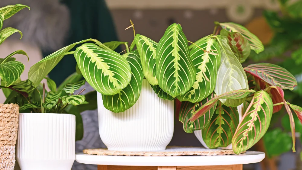 plantas poca luz 3