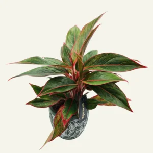 aglaonema jungle red 1