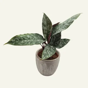 apoballis acuminatissima 1