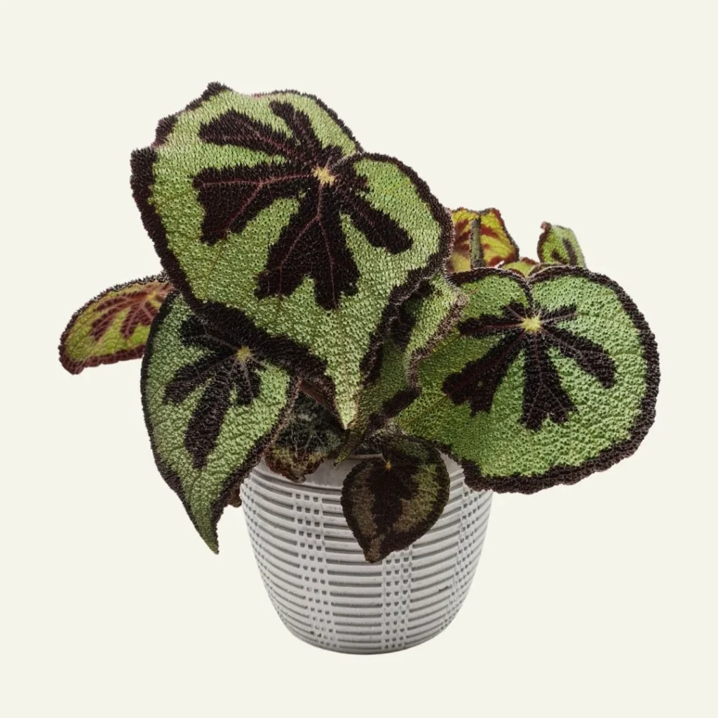 begonia masoniana 1