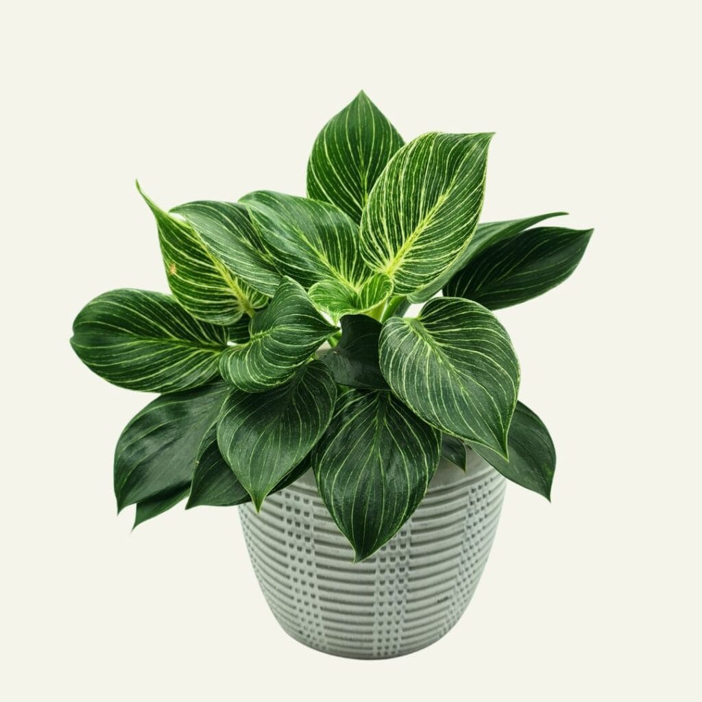 philodendron birkin 1