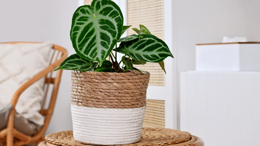 Anthurium silver brush