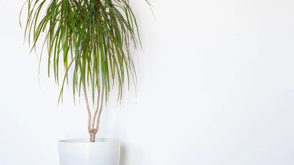 Dracaena marginata